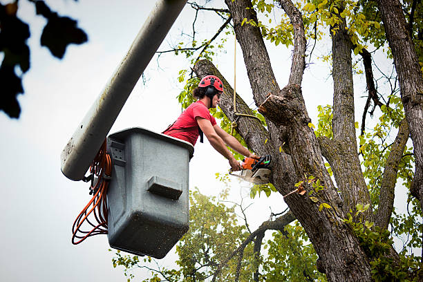 Trusted Markesan, WI  Tree Services Experts